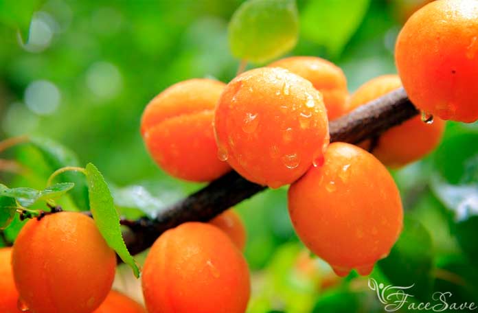 Абрикос обыкновенный