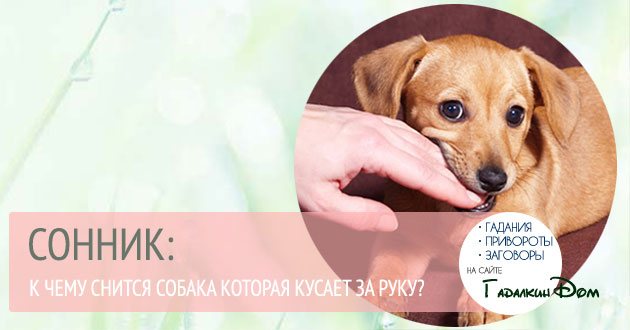 к чему снится что собака кусает за руку