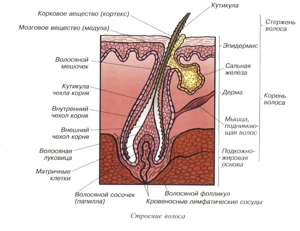 Строение волоса